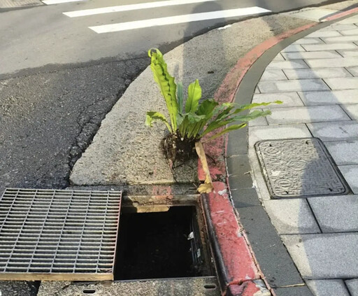 側溝怎長山蘇?北市府:種子掉入自然生長